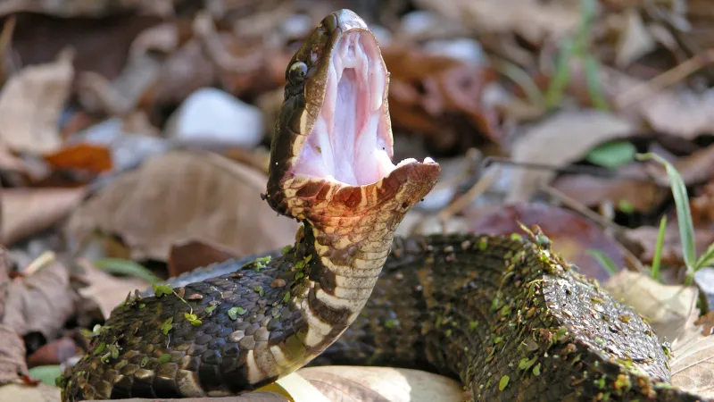 What is Mississippi's deadliest animal? New report has the answer