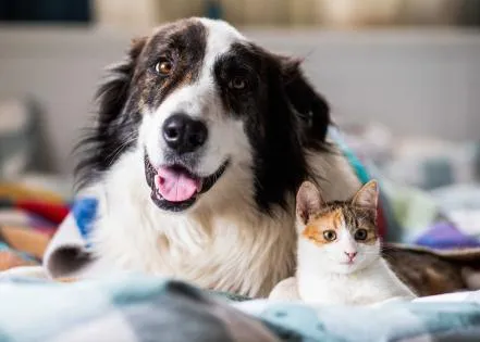 Know how to protect pets from New World Screwworm