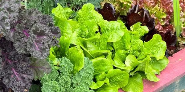 Growing leafy greens