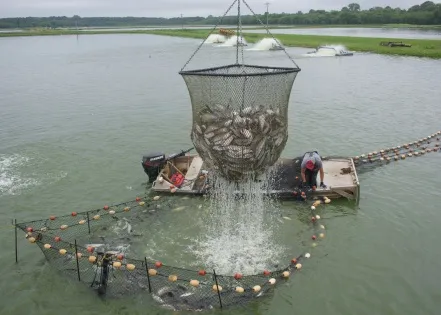 Programs lend hand to catfish producers