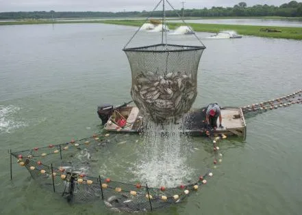 Programs lend hand to catfish producers