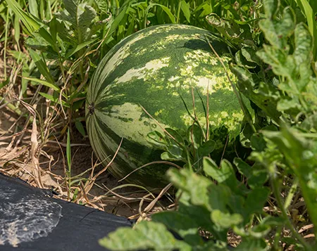 Research supports state watermelon growers