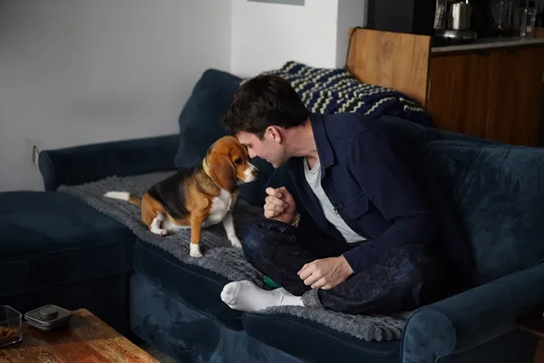 Gene-edited beagles may offer a future option for people with dog allergies