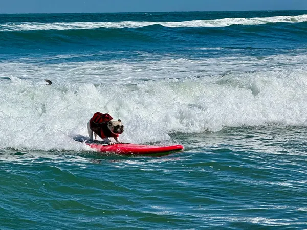 Top dogs ride waves at annual World Dog Surfing Championships