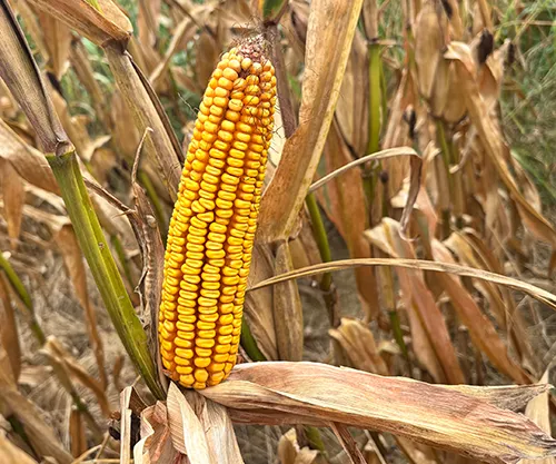 Early corn crop headed to apparent good harvest