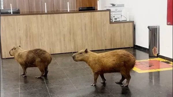 Capybaras keep their chill while crashing Brazilian legislature