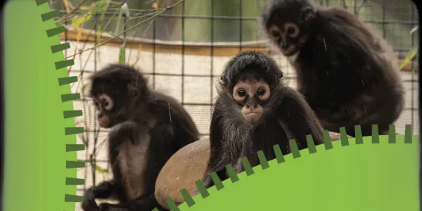 Hattiesburg Zoo Unzipped gives guests 'behind the scenes' exclusive access