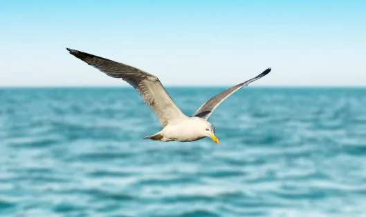 FLYING HIGH