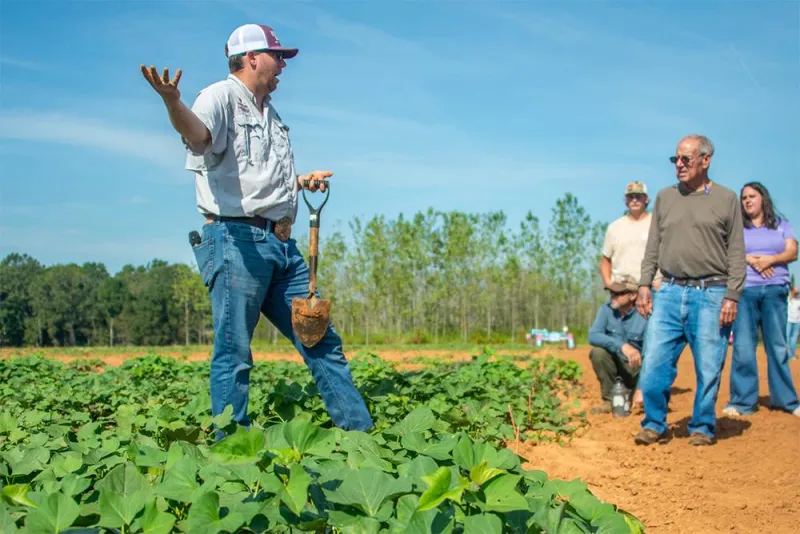 Sweet Potato Field Day showcases farmer-MSU researcher alliance