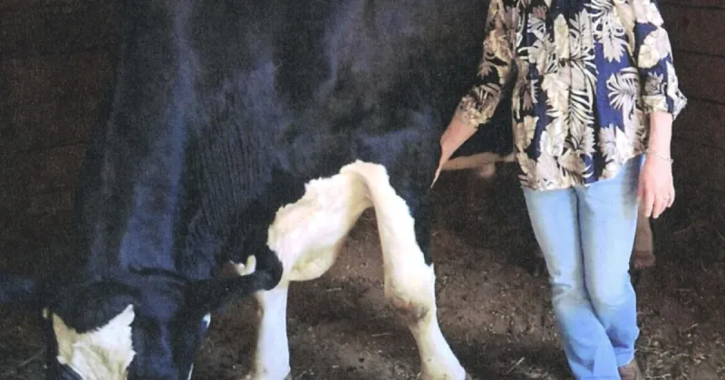 Steer's birthday today is of Guiness World Records quality