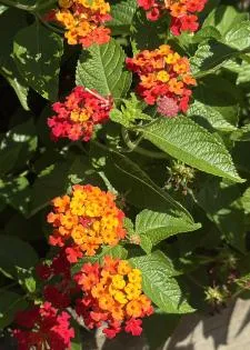 Lantanas celebrate summer in gardens
