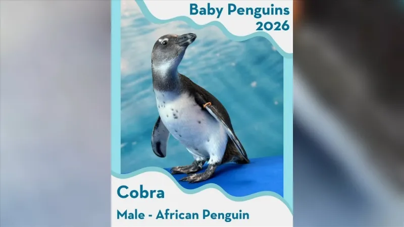 Mississippi Aquarium unveils newest members of penguin colony