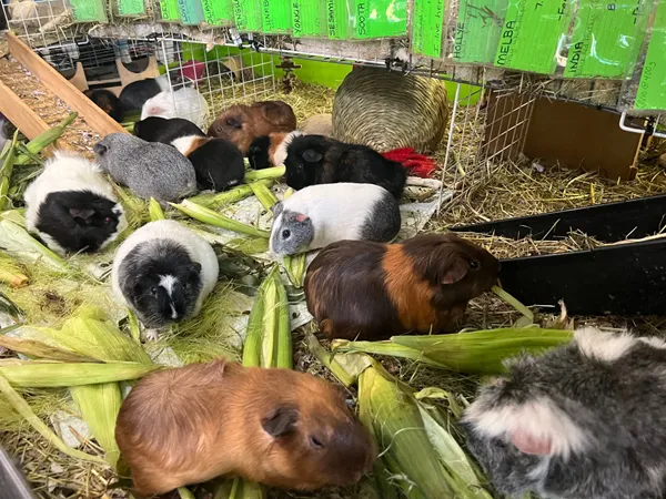 How this Massachusetts sanctuary takes in hundreds of guinea pigs from across the US
