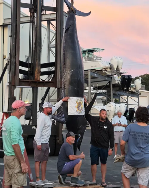 Charter boat hauls in 1,260-pound blue marlin believed to be East Coast's largest catch