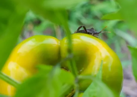 Organic vegetable production requires careful management