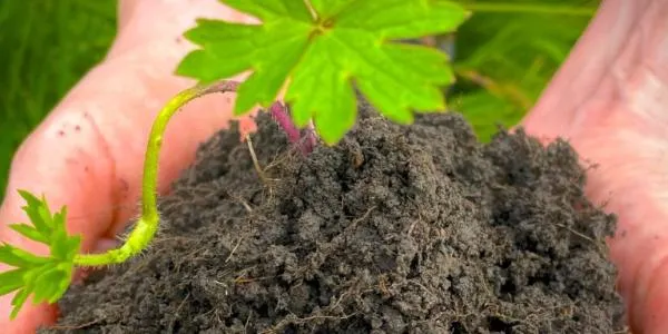 Healthy soil