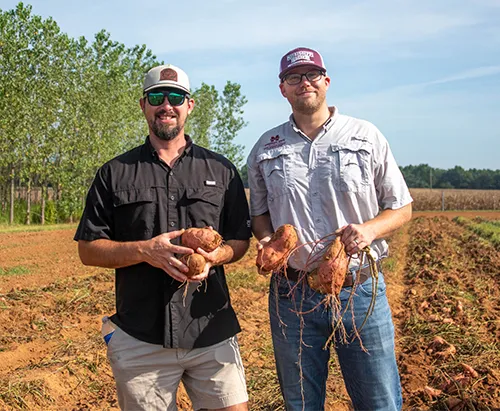 Sweet Potato Field Day showcases alliance