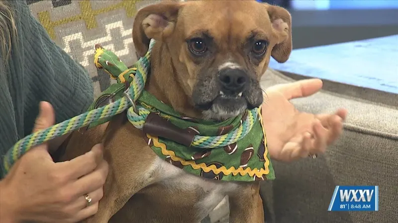 Pet of the Week: Rocco is looking for a forever home