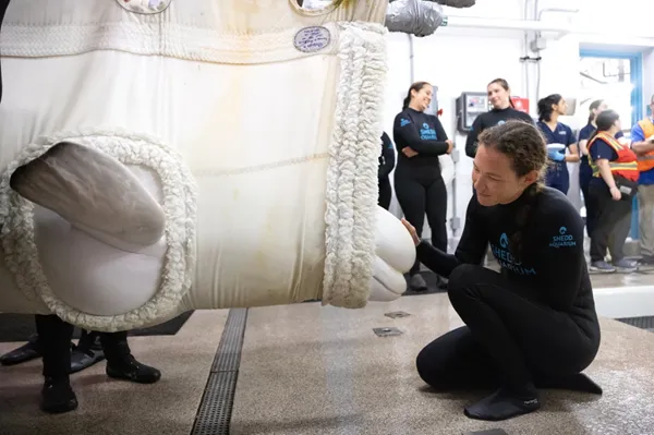Beluga whale dies at Chicago aquarium days after coming from Canada park in rescue effort