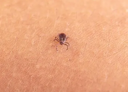 New invasive tick poses major risk to livestock