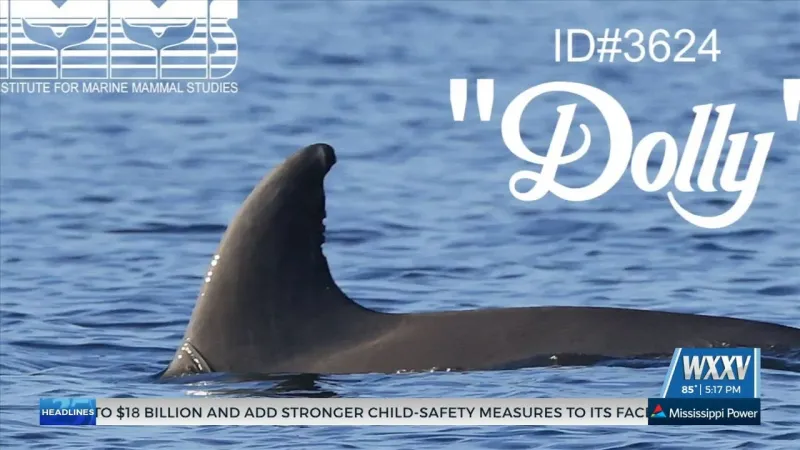 IMMS names wild dolphin after Dolly Parton