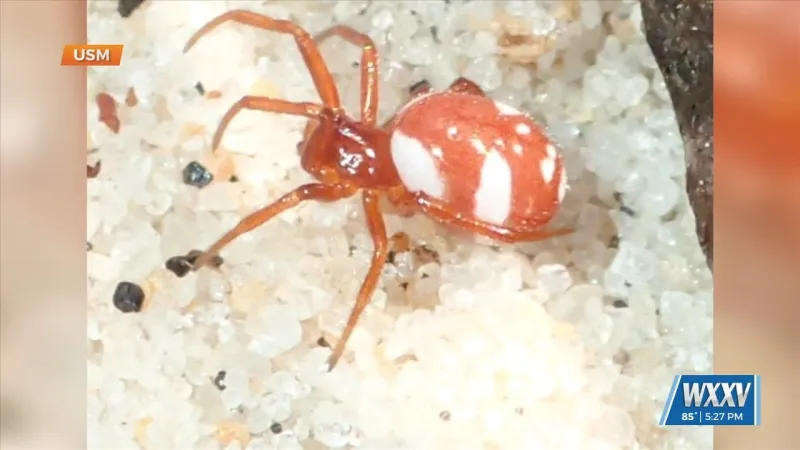 New spider species found on Horn Island