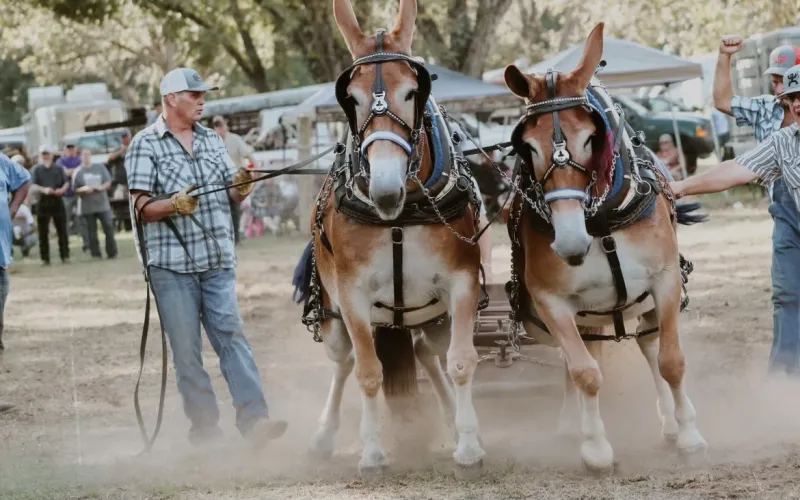 Country Day Mule Pull returns bigger than ever on Sept. 12
