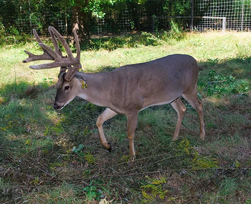 White-tailed deer managed by state's hunters, farmers