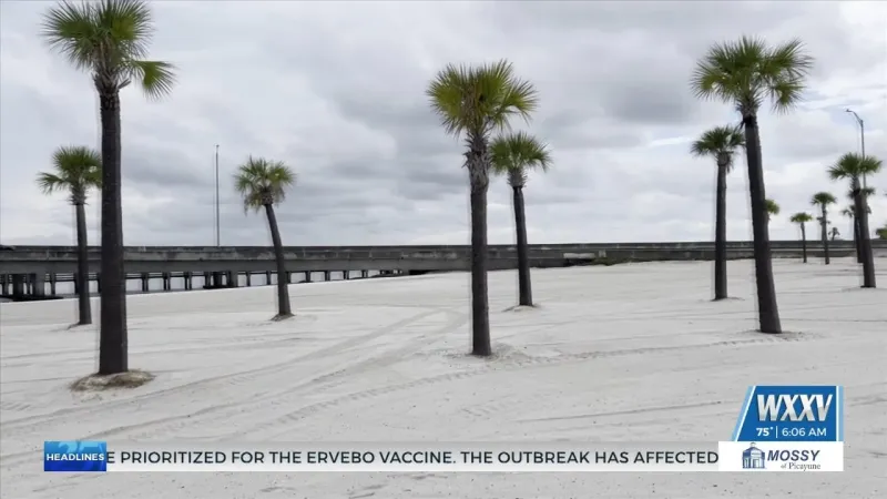Palm Trees coming to Biloxi beachfront as part of ongoing beautification efforts