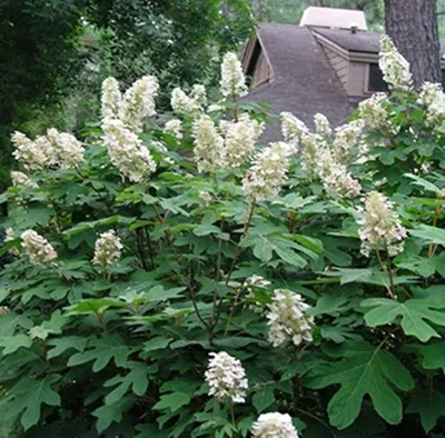 Native plant garden doesn't have to look like an unkempt pasture