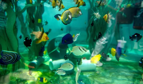 How the Aquarium of the Pacific scrambled to save hundreds of sea creatures after 2 smuggling busts