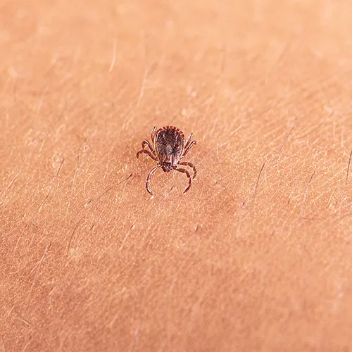 New invasive tick poses major risk to livestock
