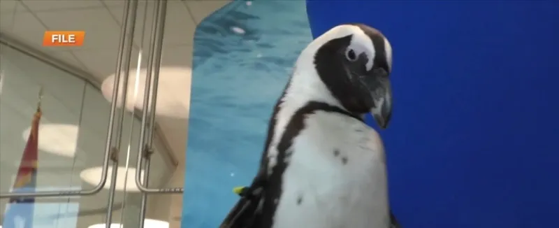 WXXV News 25 Asia Ellis out at Mississippi Aquarium's Pars for Penguins Tournament