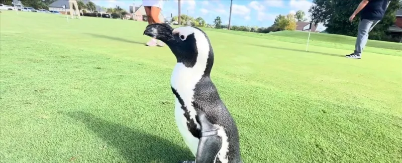 Golfers hit the links for third annual 'Pars for Penguins' tournament
