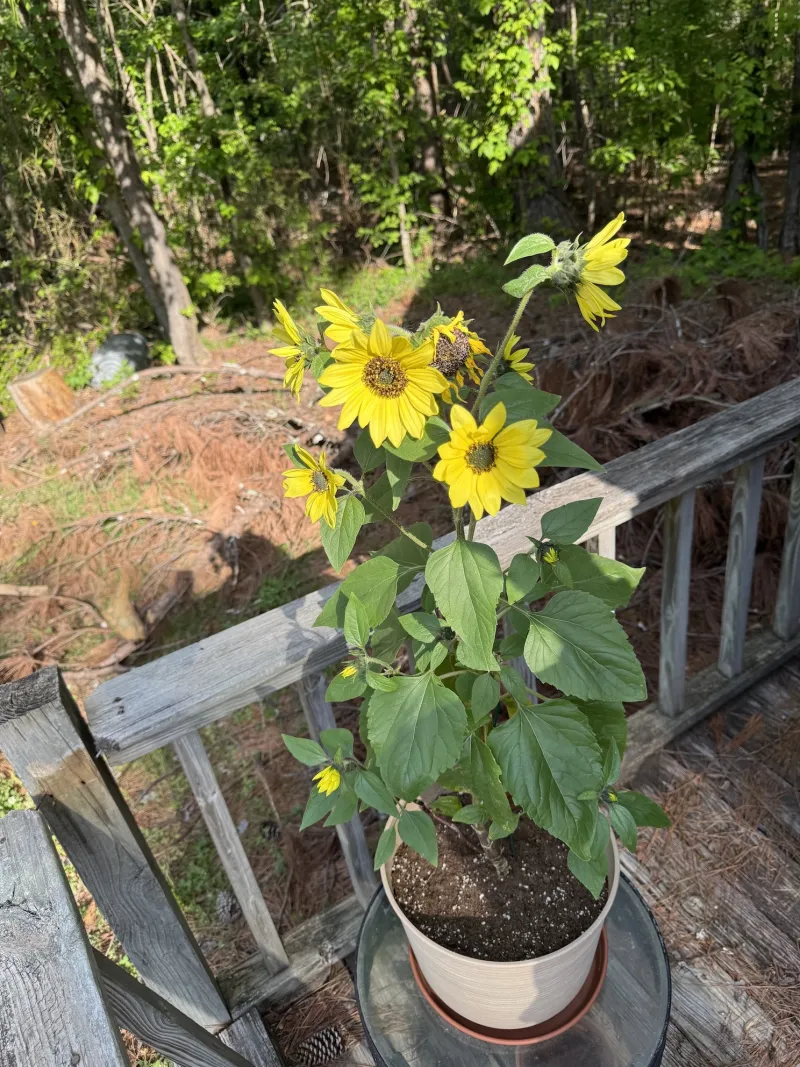 A college student's guide to gardening