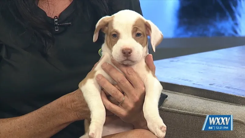 Pet of the Week: Francine is looking for a forever home