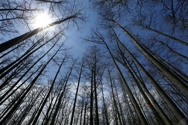 US Forest Service closing 23 research facilities as part of reorganization under Trump