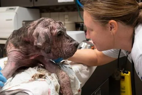 Eupora native receives 'Favorite Veterinarian of St. Louis' honor