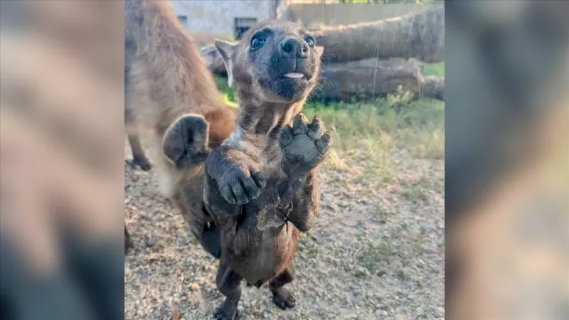 Hattiesburg Zoo shares update on baby hyena Tukio