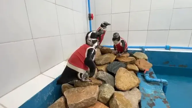 In Chile, injured penguins sport copper vests to help them heal