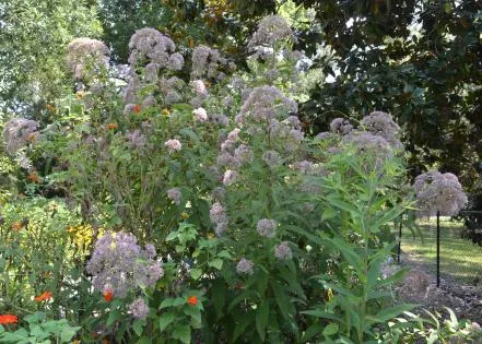 Tall, native perennials support pollinator areas
