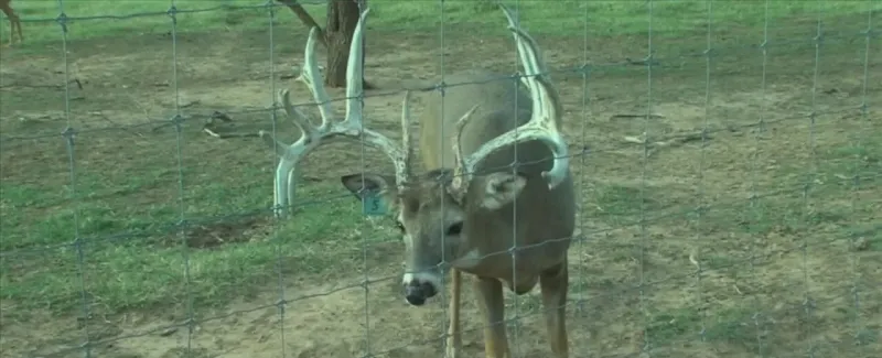 New chronic wasting disease management zone announced in Harrison County
