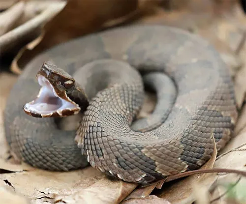 Conservation Corner: Avoiding snake bites
