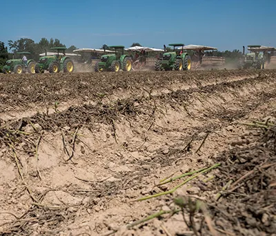 Sweet potato acreage up, yields appears to be good
