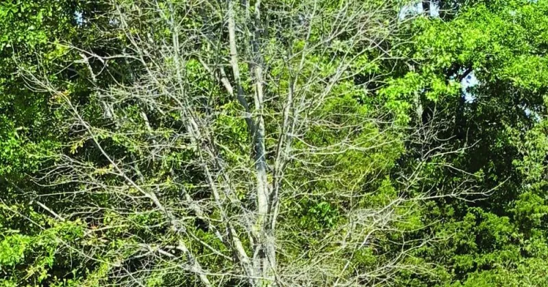 Trees are showing drought stress