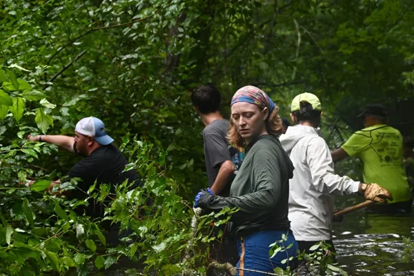 To bring back historic herring populations, volunteers get down and dirty