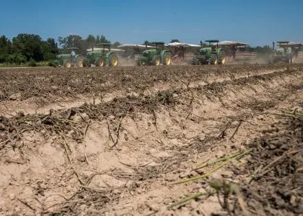 Sweet potato acreage up, yields appears to be good