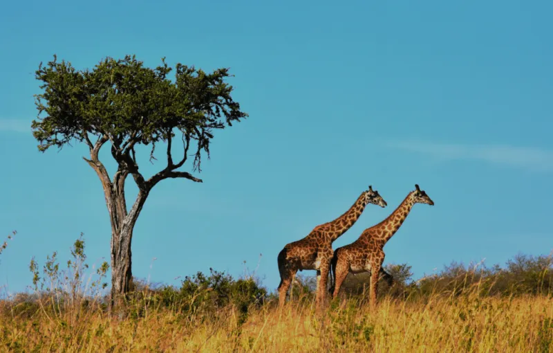 Moscow's new scramble for Africa