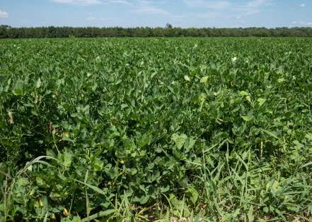 Quality of state's peanut crop varies by location