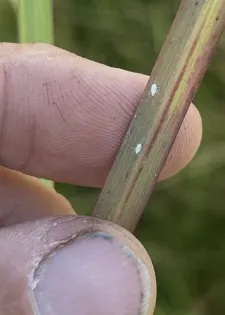 MSU scientists urge farmers to scout for new invasive pest